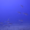 Yellowstripe Goatfish