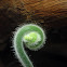 Australian Tree Fern