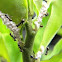 ant