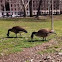 Canadian geese