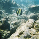 Moorish Idol Fish