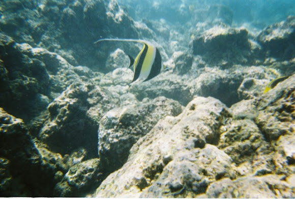 Spotting Image 1