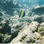 Moorish Idol Fish