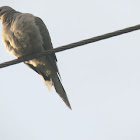 Mourning Dove