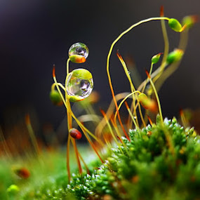 The sounds of silence by Diens Silver - Nature Up Close Flowers ( macro, nature, waterdrop, dew, plants )