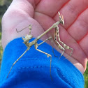 Conehead Mantis, סוסת השד