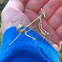 Conehead Mantis, סוסת השד