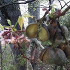 Mexican Buckeye
