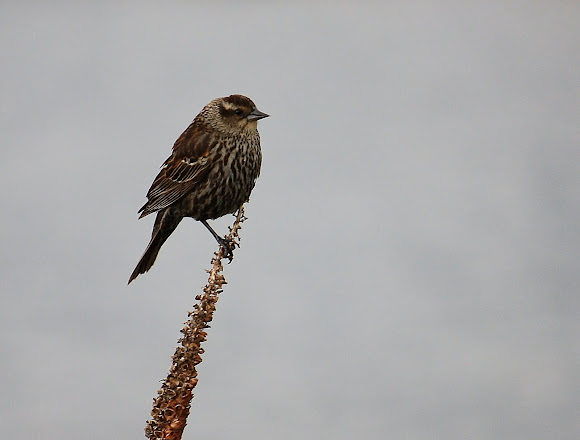 Spotting Image 1