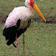 Yellow-billed Stork