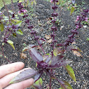 Basil 'Red Rubin'