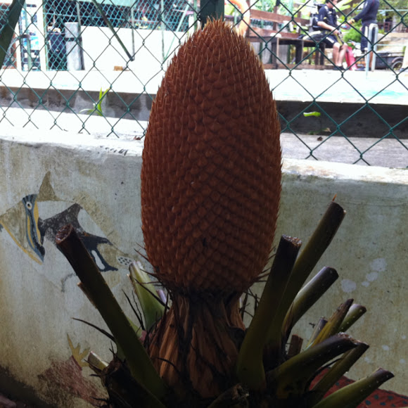 Spotting Image 1