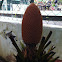 Sago palm