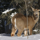 White-tailed Deer