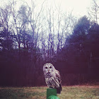 Barred Owl