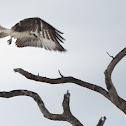 Osprey