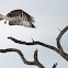 Osprey