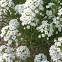 Alyssum