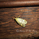 Footman Moth