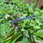 Blue Dasher