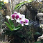 Moth Orchid