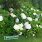 Hydrangea