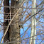 Black-capped chickadee