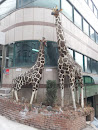 Huam-dong Giraffe