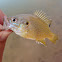 Green Sunfish