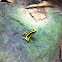 Three striped poison frog