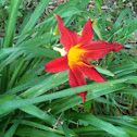 Tawny Daylily