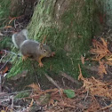 Fox squirrel