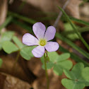 Violet Woodsorrel