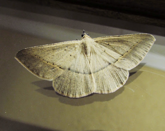 Spotting Image 1