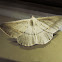 Conolophia aemula
