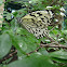 Rice Paper butterfly