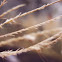 Grass