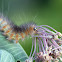 Saltmarsh Tiger Moth Caterpillar