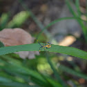 Beetle