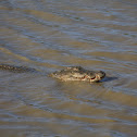 Mugger crocodile