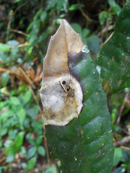 Spotting Image 1