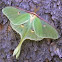 Luna Moth