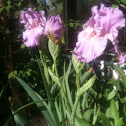 Iris