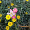 Golden delicious flower