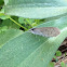 Spring Azure