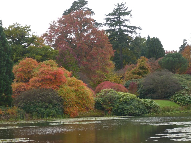 [lake view, lilly pads and trees[4].jpg]