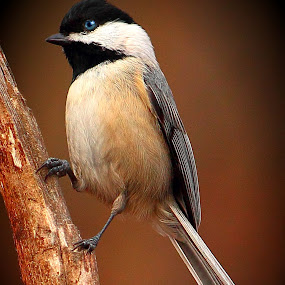 Chickadee by Paul Mays - Animals Birds ( bird, nature, chickadee, birds, kentucky )