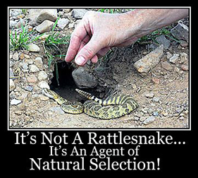 Rattlesnake.jpg