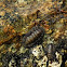 chiton