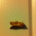 White-dotted Prominent